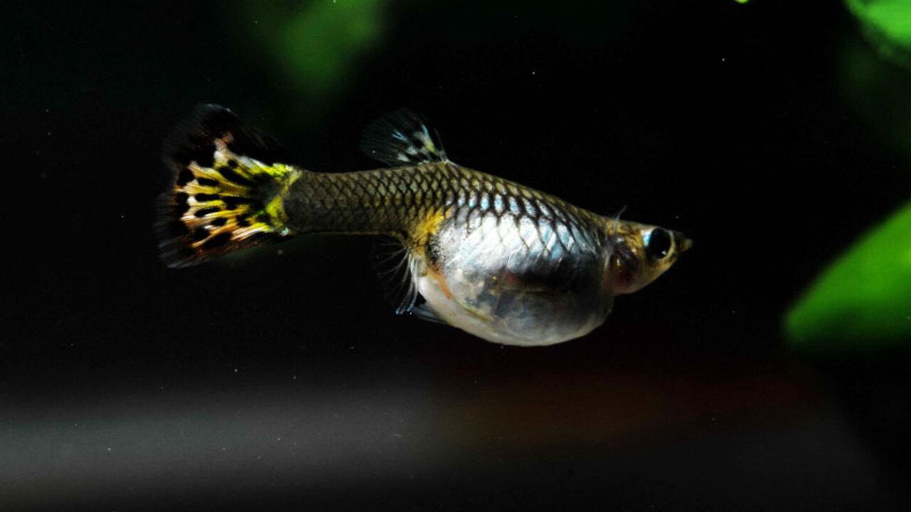 Recognizing The Signs Of A Guppy Ready For Birth
