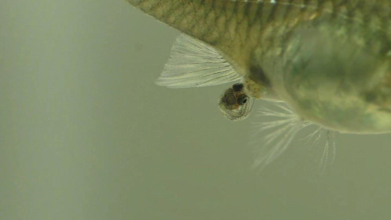 Birth Behavior In Guppies- What To Look For