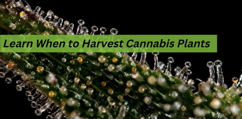 Learn When to Harvest Cannabis Plants for Optimal Potency
