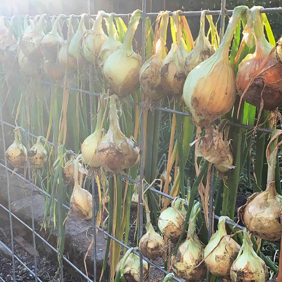 Homegrown onions hanging on a fence to finish curing