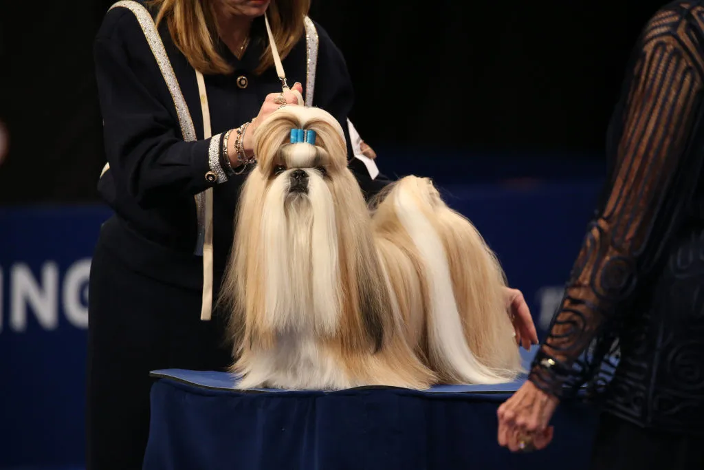 THE NATIONAL DOG SHOW PRESENTED BY PURINA 2019 - Pictured: Shih Tzu - (Photo by: Bill McCay/NBC/NBCU Photo Bank via Getty Images)