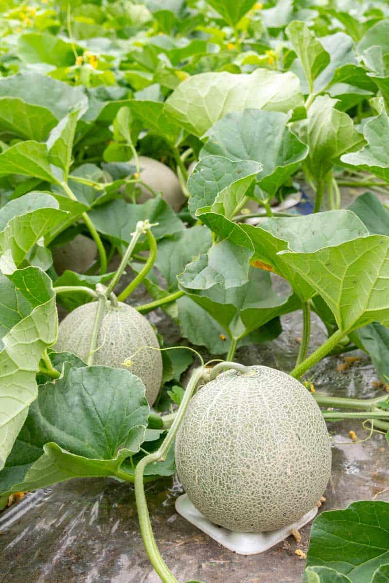 Nearly ripe cantaloupes growing in a patch of plants