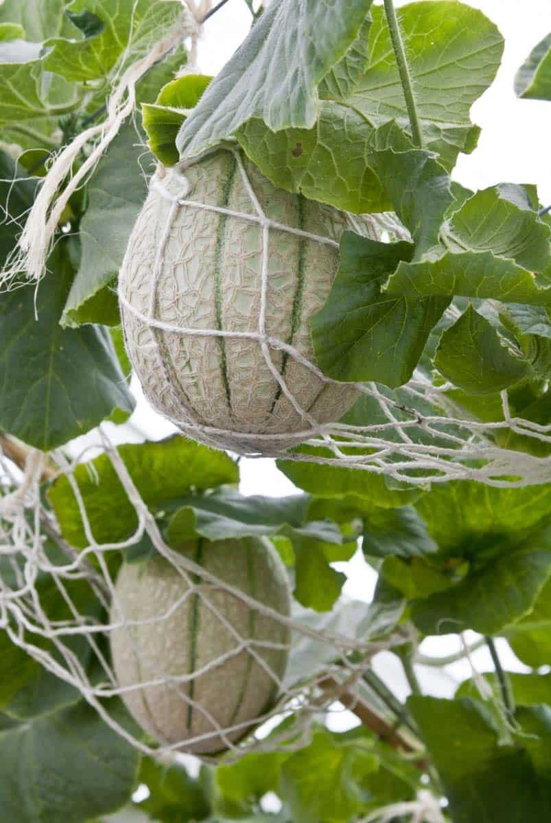Twine nets support cantaloupes growing on a trellis