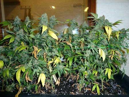 This auto-flowering cannabis plant has been flushed and is ready to harvest!