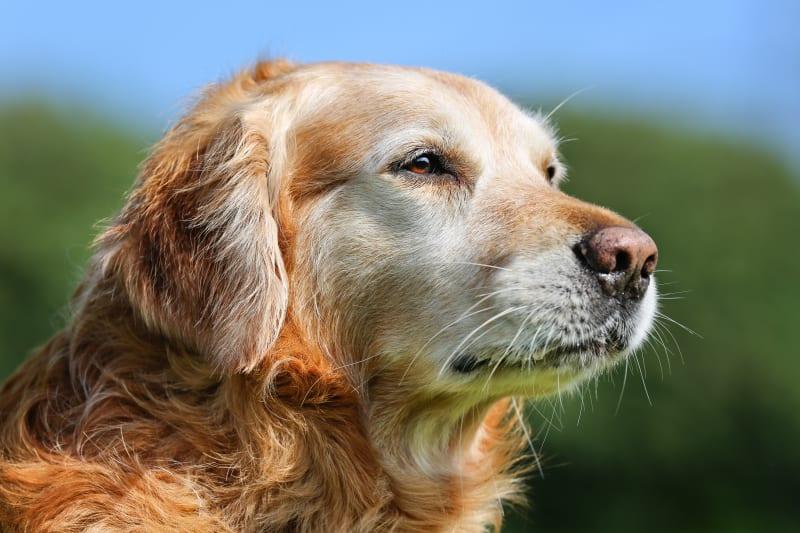 Senior Dog Age: At what age is my dog considered a senior?