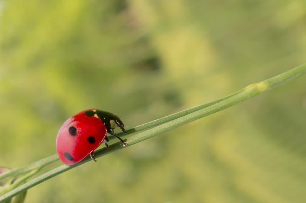 Red velvet ant