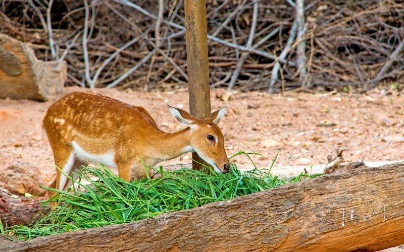 deer resistant grasses