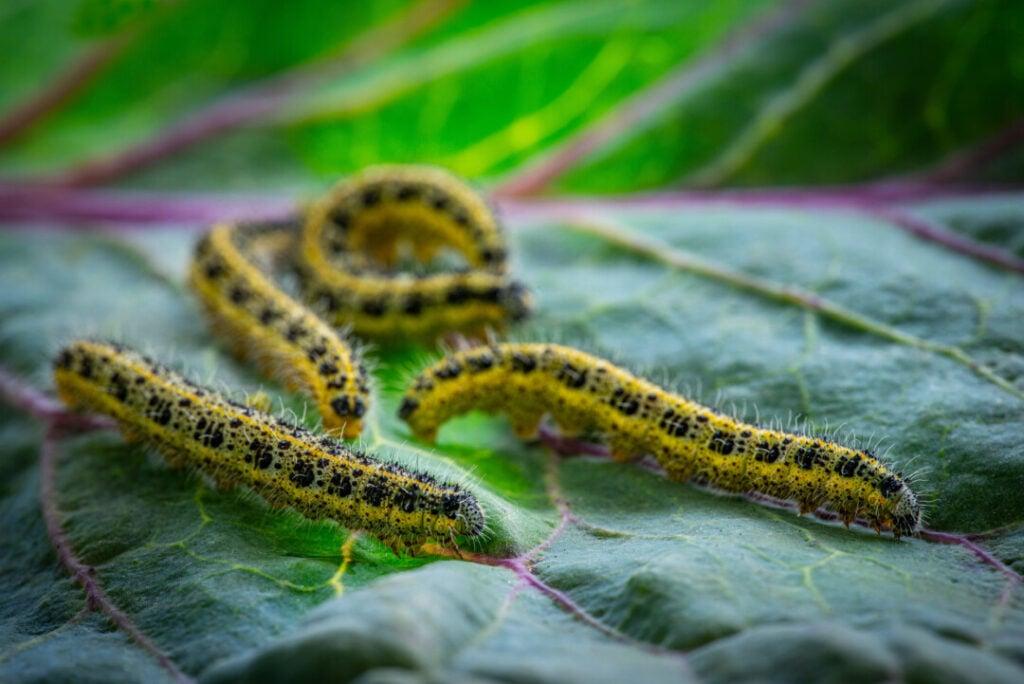 Caterpillars of the Pieris brassicae (Large White Butterfly, cabbage butterfly, cabbage white, cabbage moth), feeding on a cabbage leaf