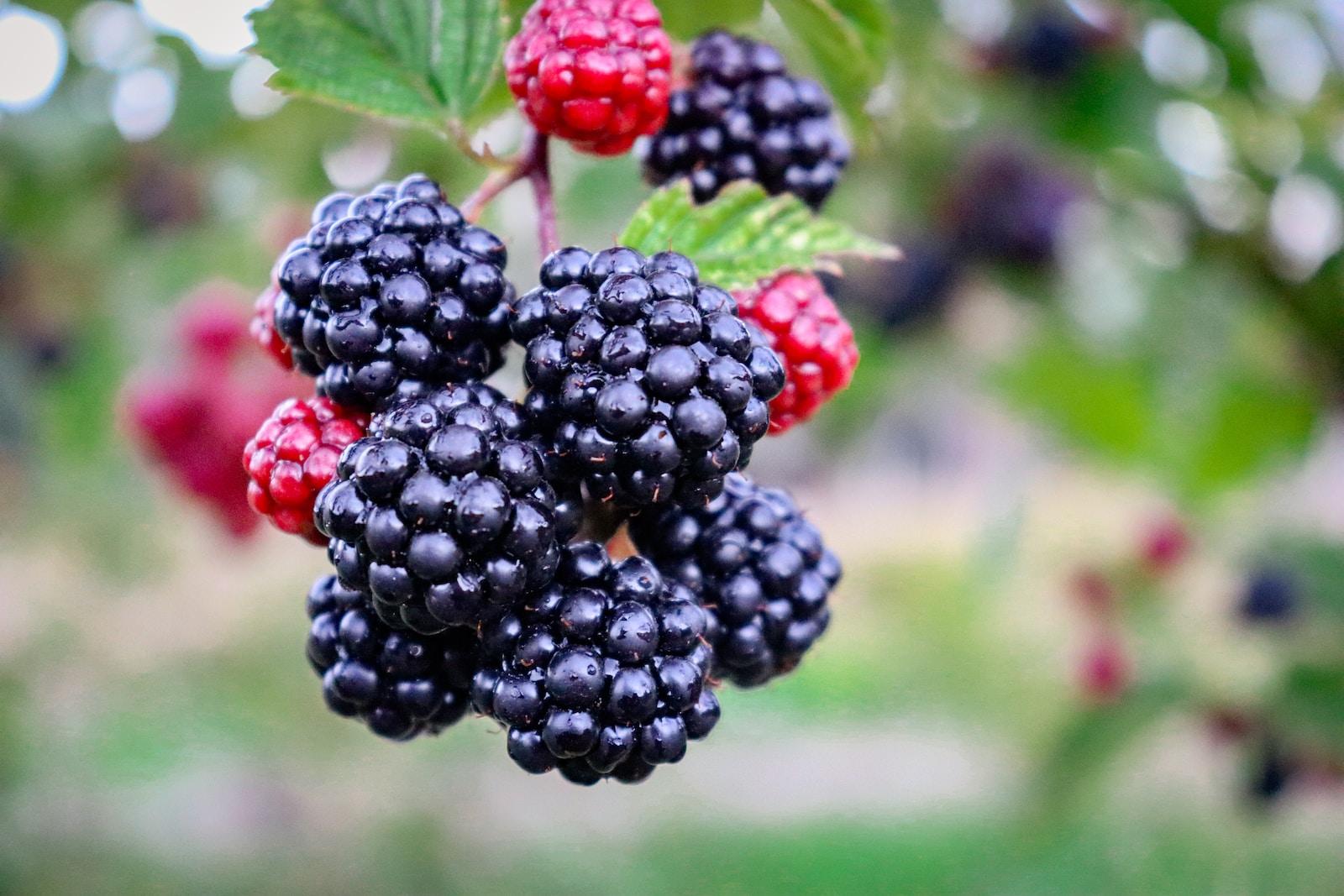 Himalayan Blackberry