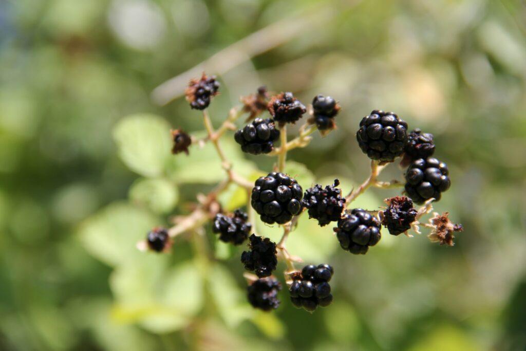 Thornless Blackberry