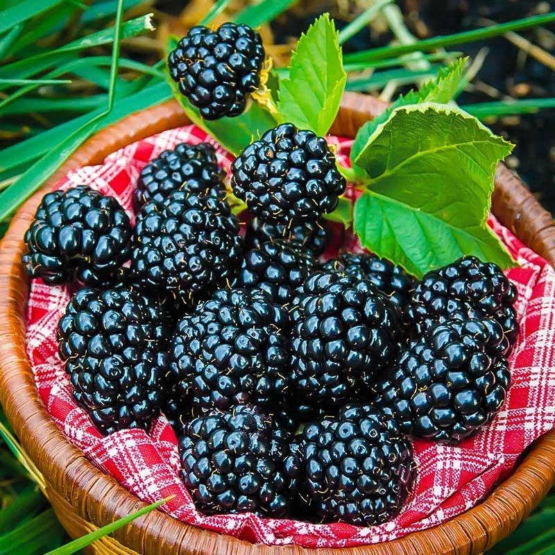 Blackberry