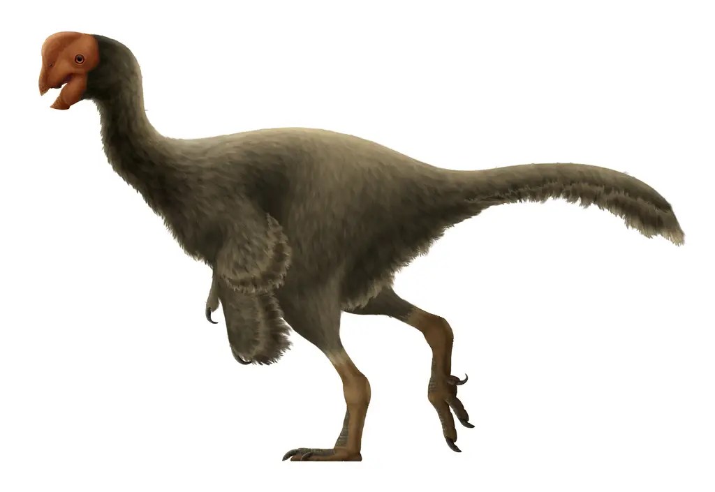 Life restoration of the Late Cretaceous oviraptorid Oviraptor