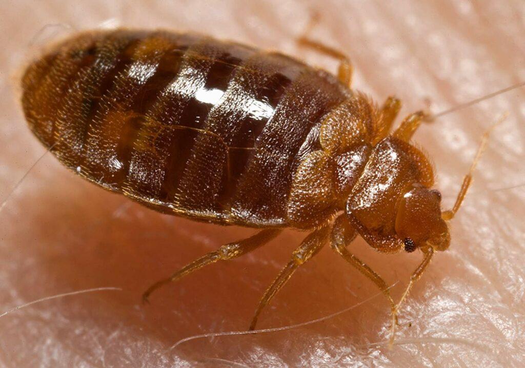 Bed Bug Size