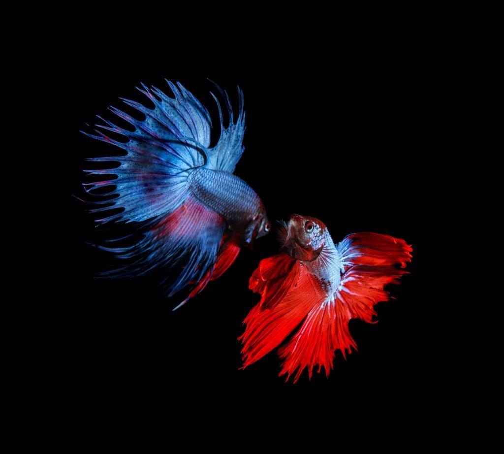 red and blue betta fighting fish top form preparing to fight isolated black background