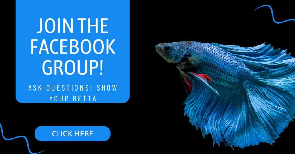 betta care facebook group