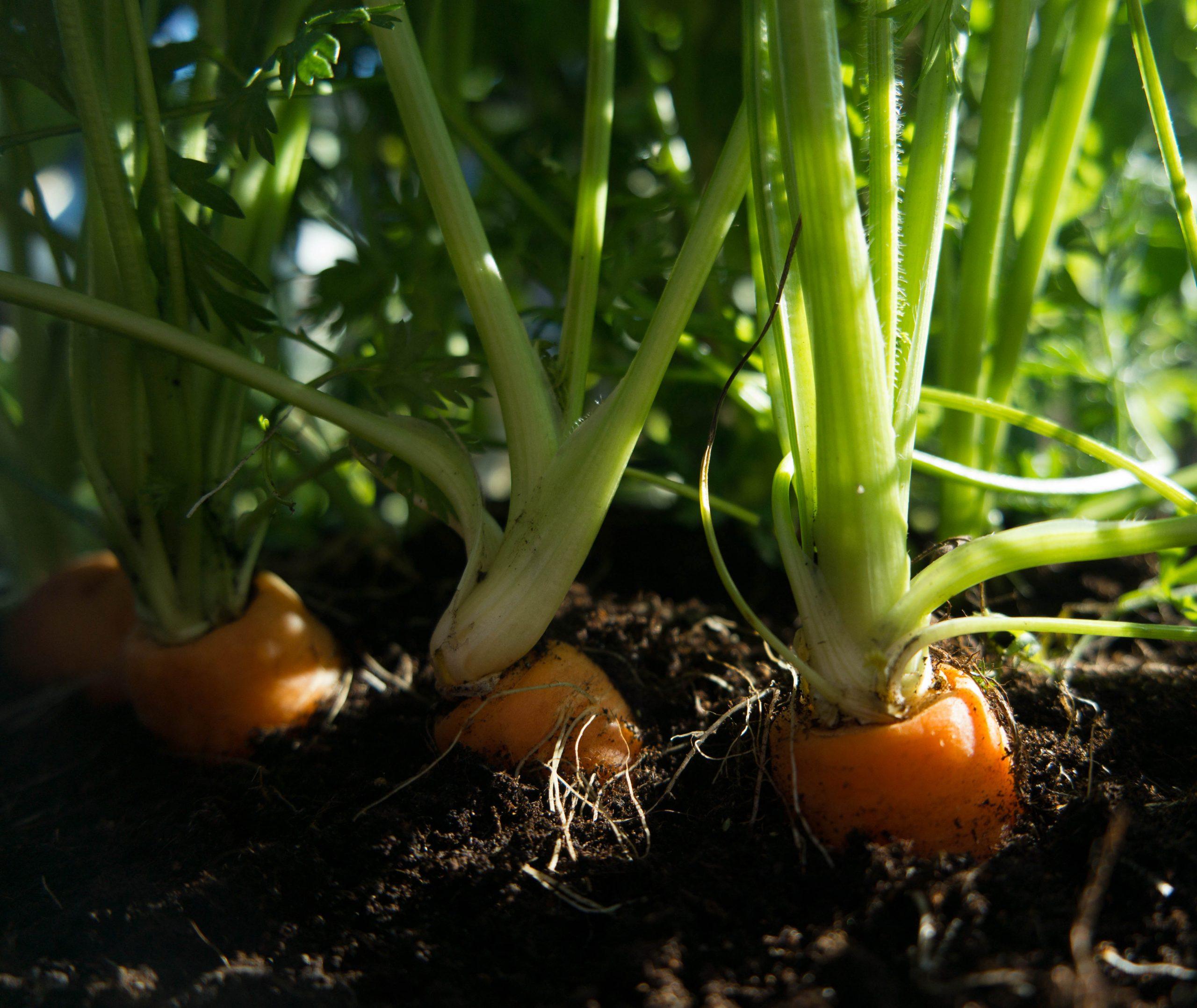 carrot sprouts