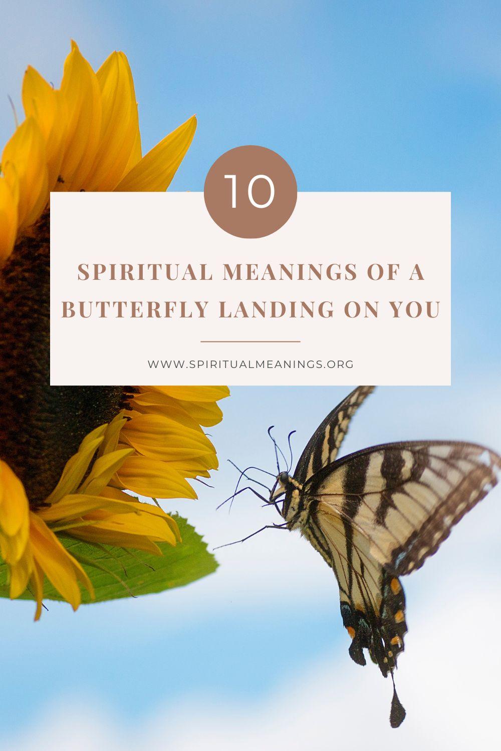 10 Spiritual Meanings Of A Butterfly Landing On You