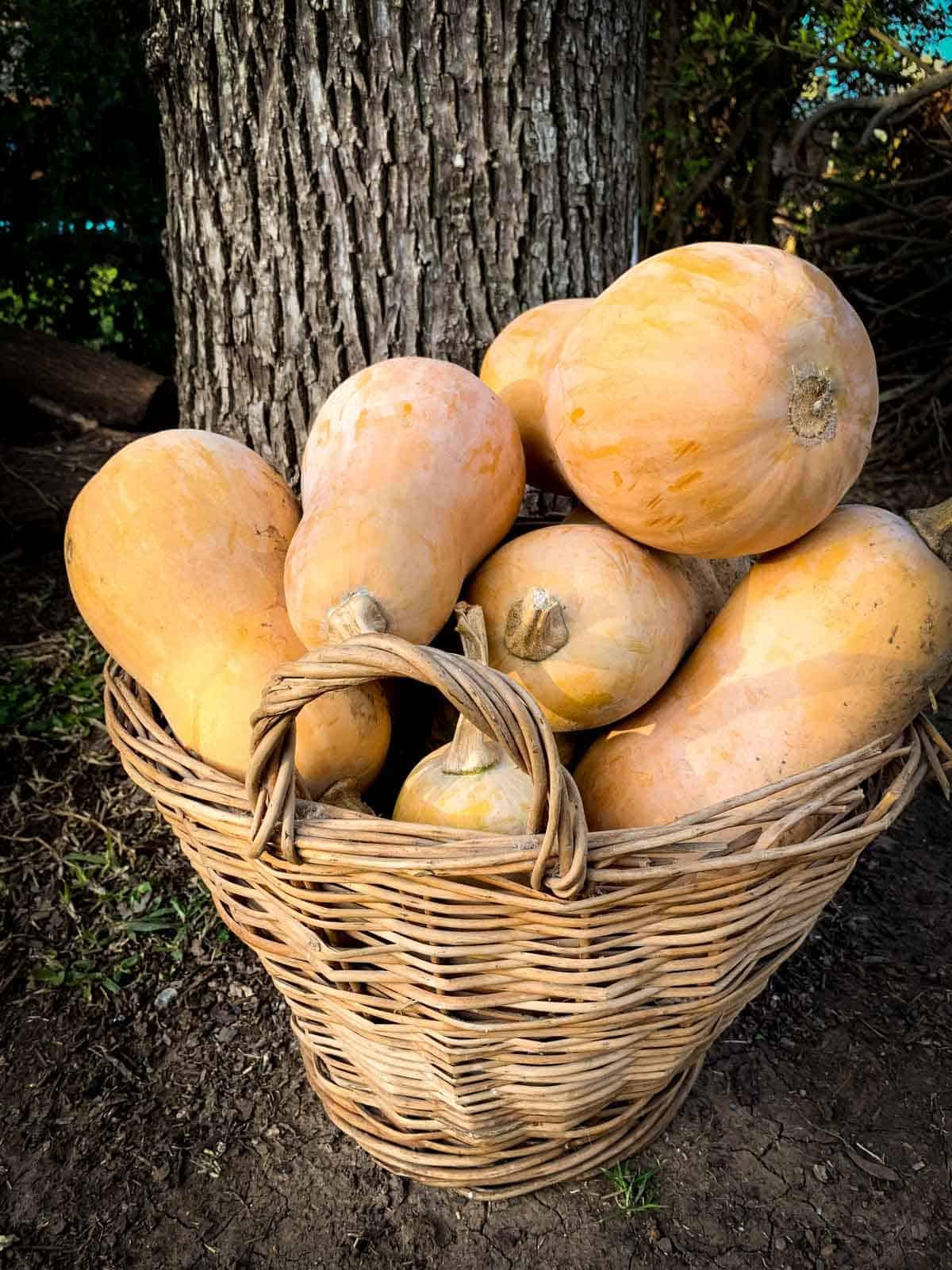 butternut squash