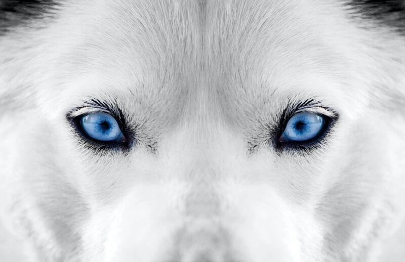 White Wolf Blue Eyes