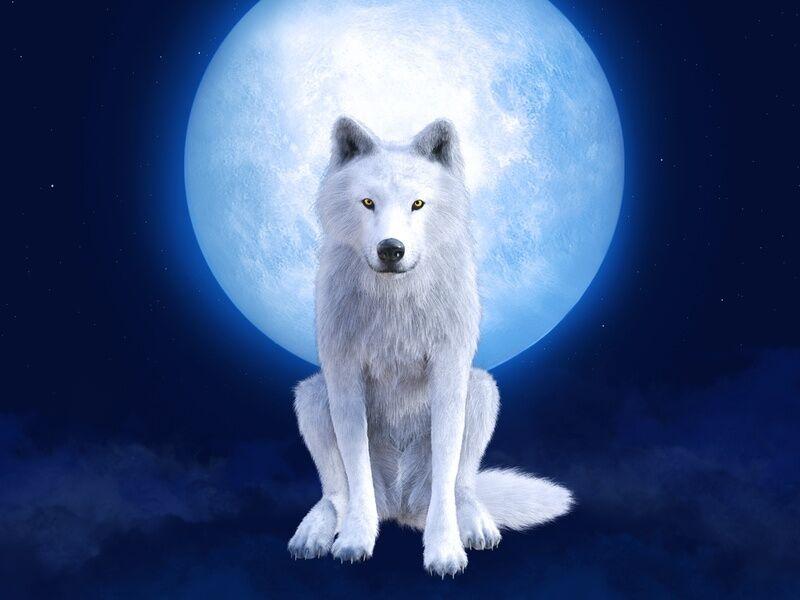 White Wolf and Full Moon