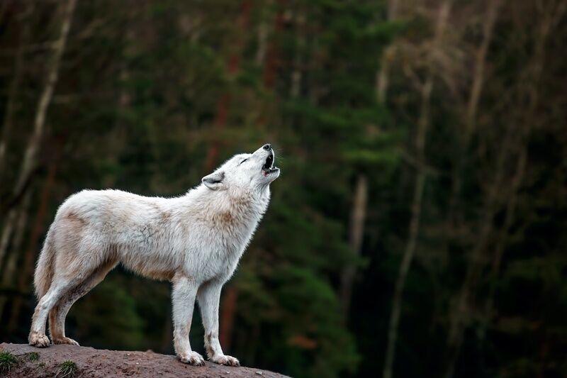 Arctic Wolf Howling