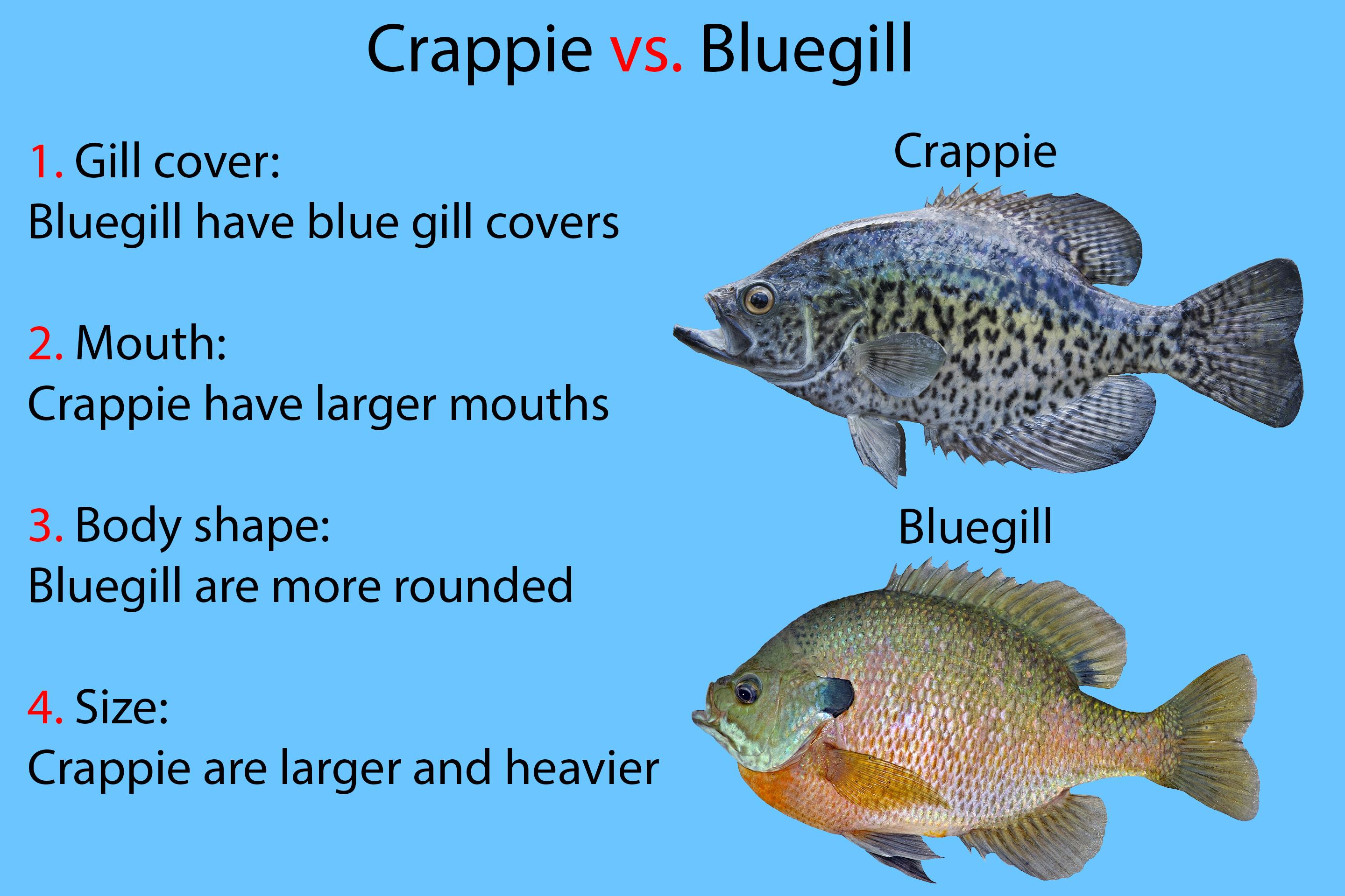 A diagram showing how to identify Crappie vs Bluegill. The fish are shown on the right, with text on the left reading "1. Gill cover: Bluegill have blue gill covers. 2. Mouth: Crappie have larger mouths. 3. Body shape: Bluegill are more rounded. 4. Size: Crappie are larger and heavier."