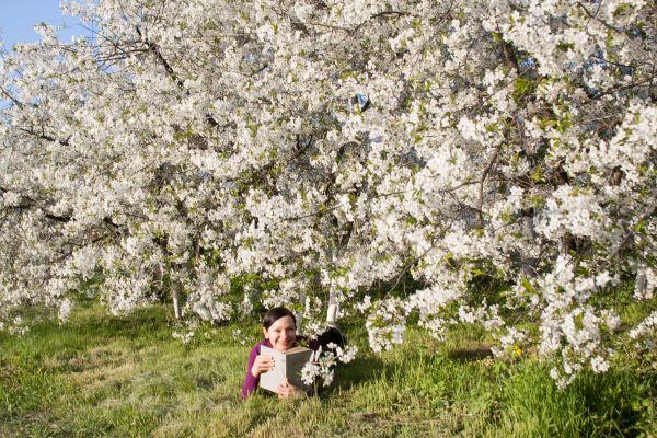 The Perfect Scent of Spring and Cherry Blossoms