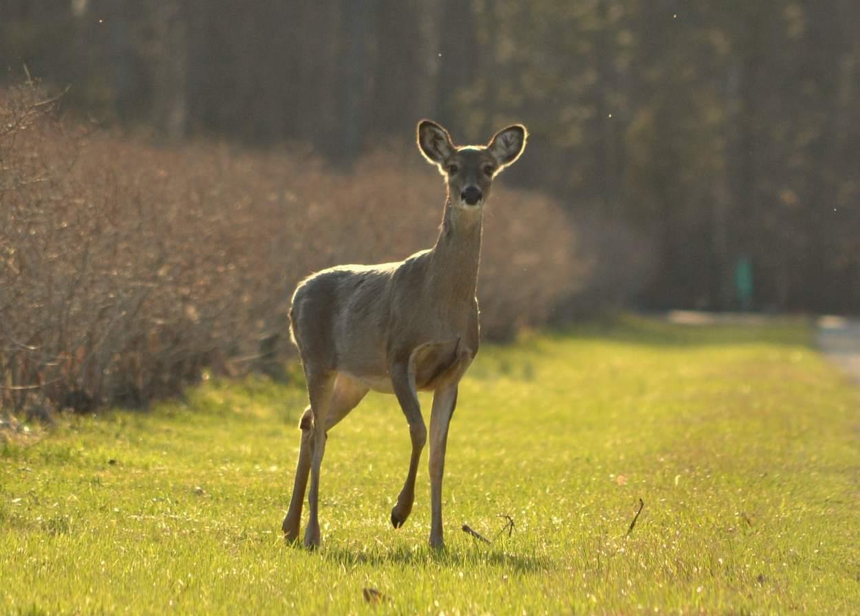 Deer Hunting: Why do deer blow?