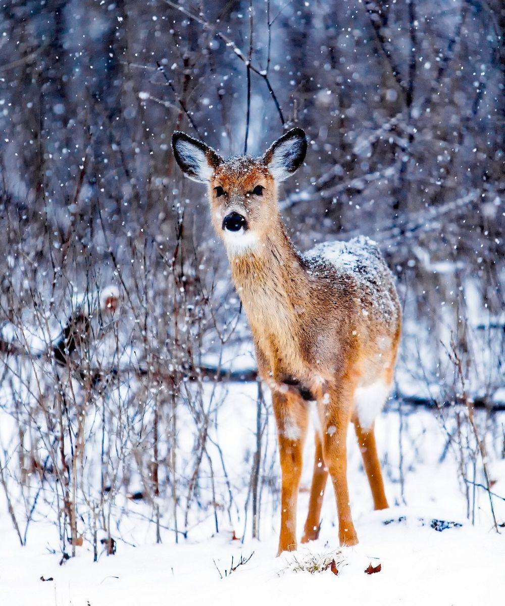 are deer a sign of angels
