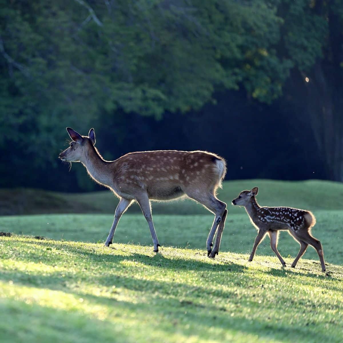 spiritual meaning of deer crossing your path