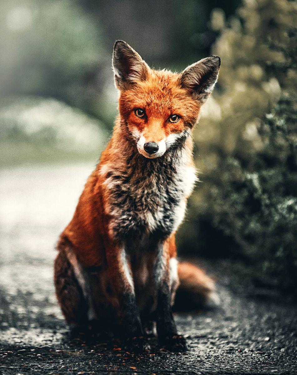 spiritual meaning of a fox crossing your path