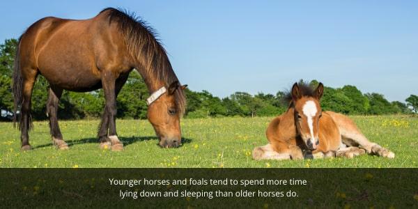 Younger horses and foals tend to spend more time lying down and sleeping than older horses.