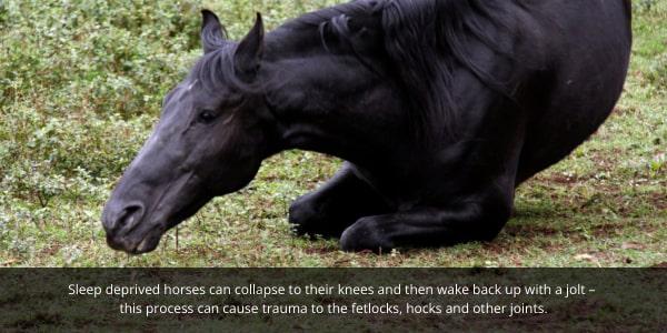 Sleeping horses with sleep deprivation can sometimes wake up with a jolt which can lead to fetlock and joint injuries.