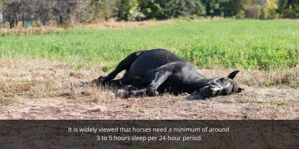 Horses need to lie down and sleep every day but require around 3 to 5 hours of proper sleep each day