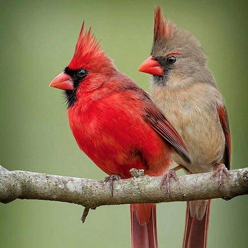 What Does It Mean When You See Two Cardinals Together 4