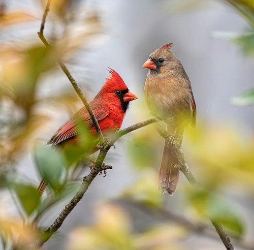 What Does It Mean When You See Two Cardinals Together 9