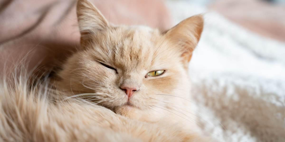 What Does It Mean When A Cat Winks At You?