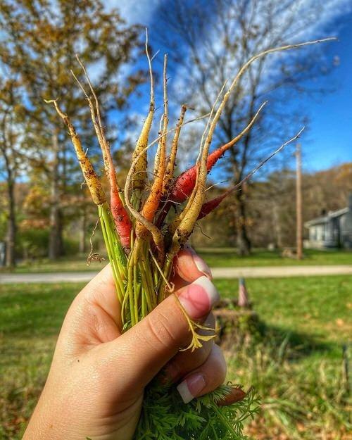 What Do Carrot Sprouts Look Like 2