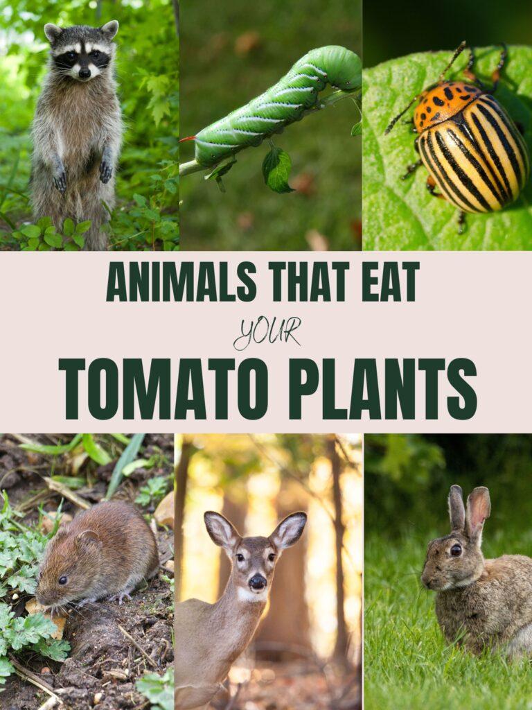 racoon, tomato hornworm, colorado potato beetle, vole, deer, and rabbit on a poster with the words animals that eat your tomato plants