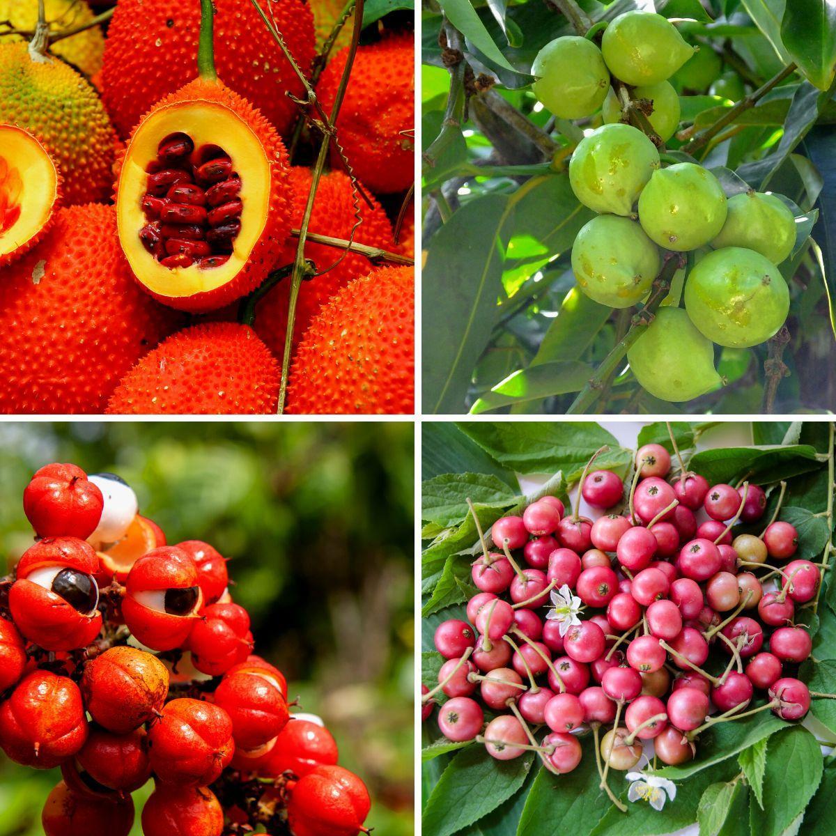 Fruits That Start With G collage | Hurry The Food Up