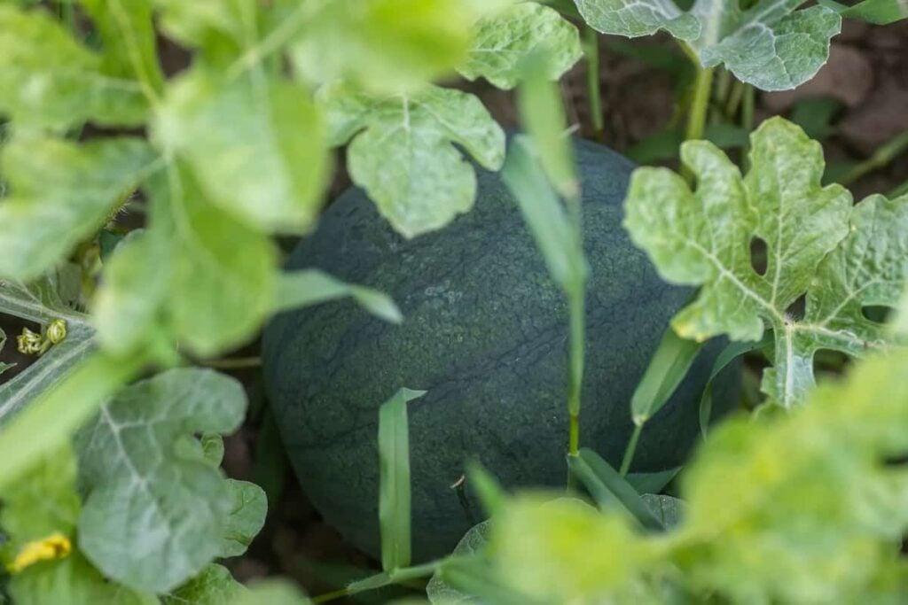 A watermelon plant with a small, dark green melon growing on the vine.