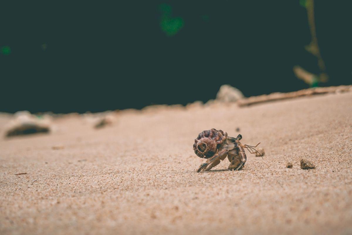 crab on beach