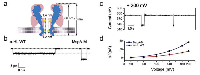 “A monoatomic gold reactor built in a conical biological nanopore”, reported by Shuo Huang group, was published on “Nature Communications”