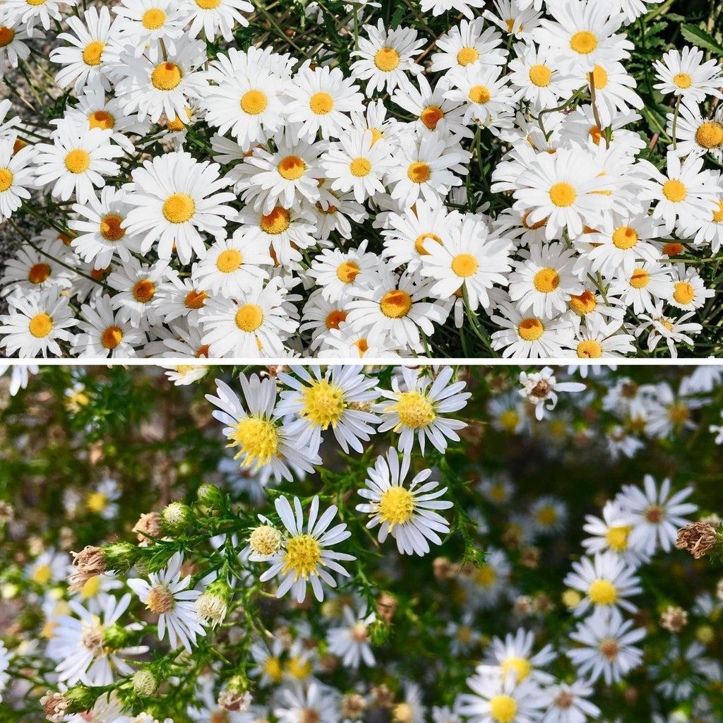 white daisies versus white asters