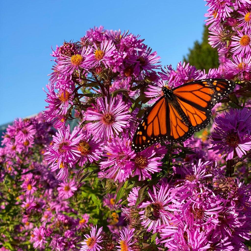 pink asters with butterfly