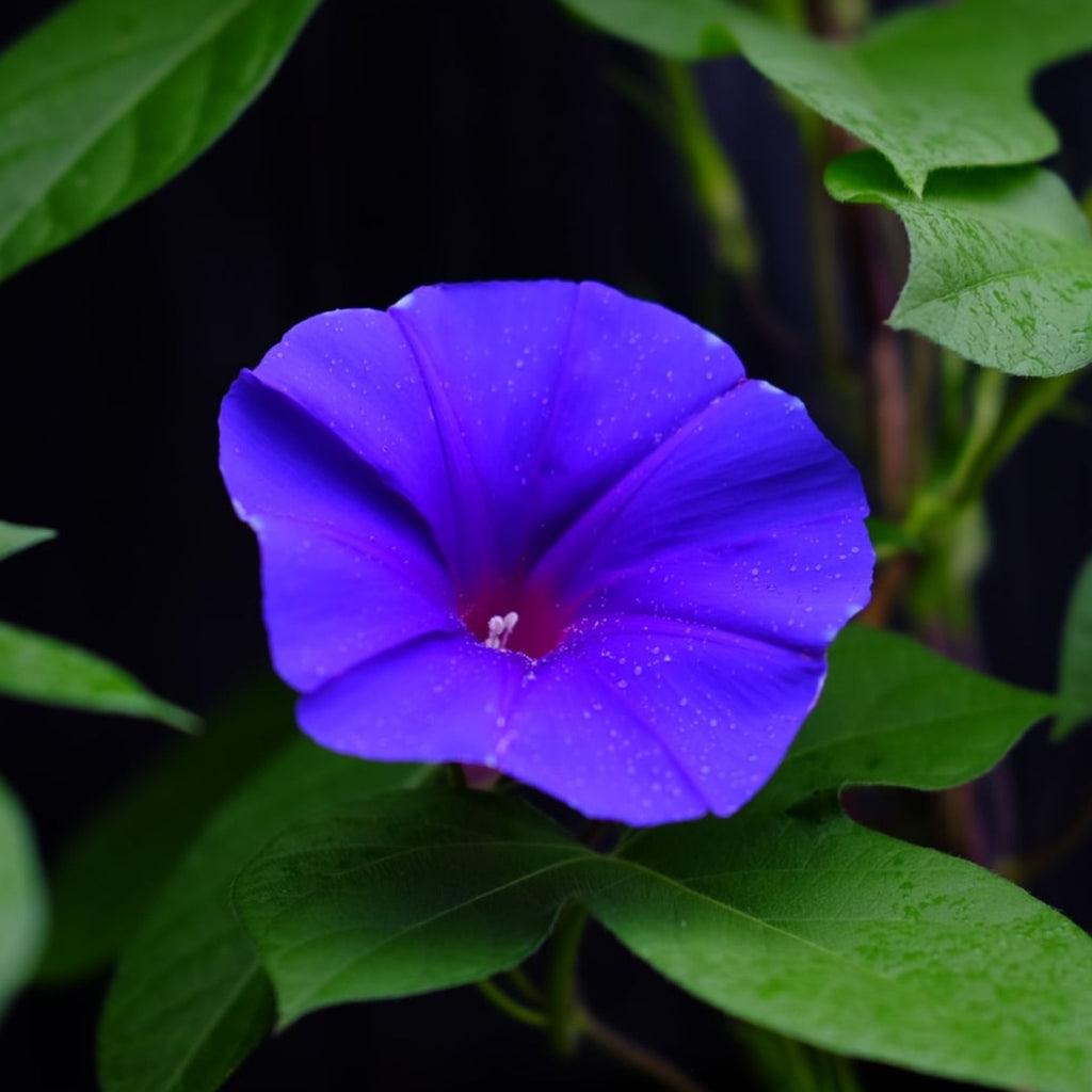 purple morning glory flower
