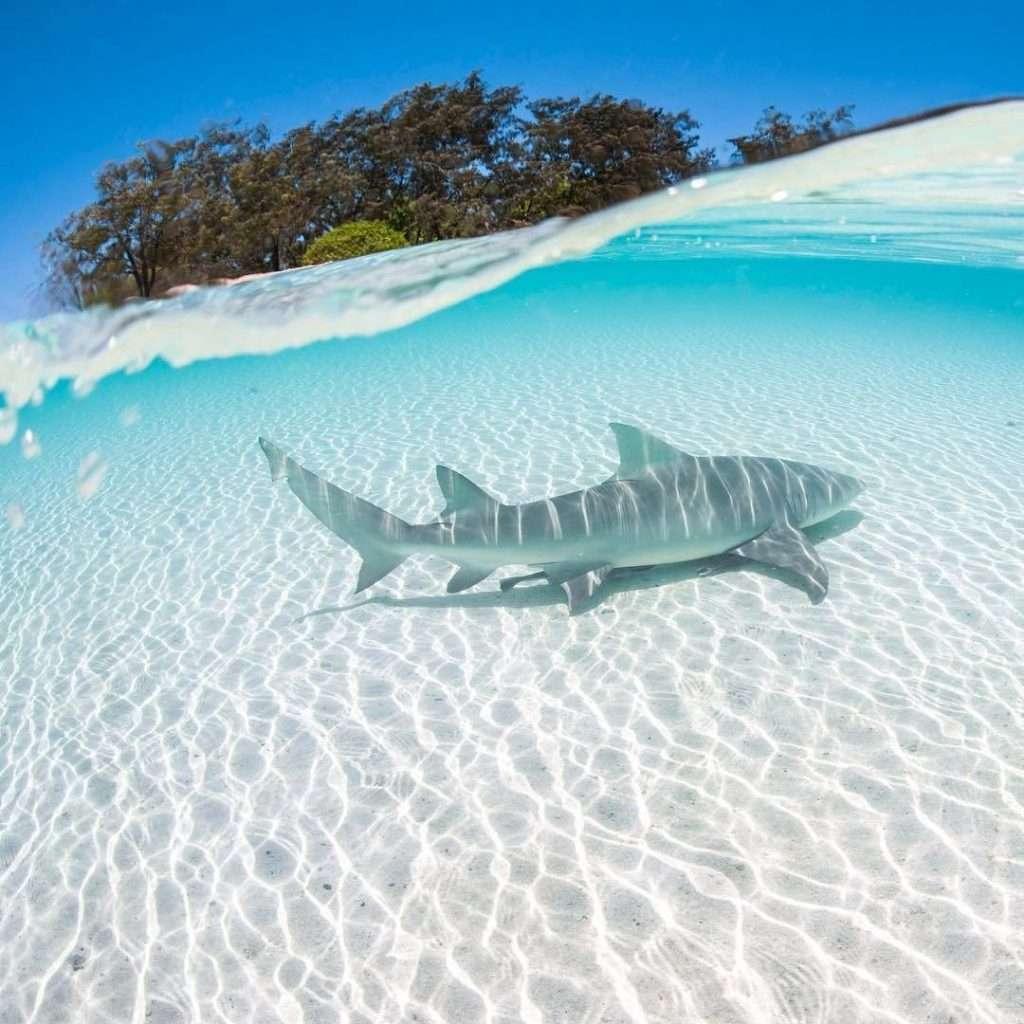 Lemon sharks get their name from their bright yellow skin, not their sour nature. They