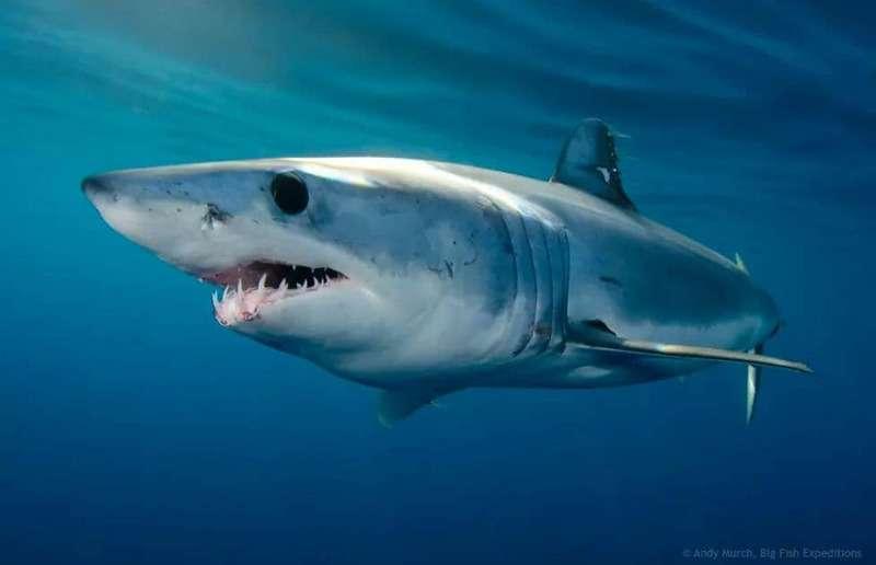 Mako sharks are the fastest sharks in the world, reaching speeds of 35kmph! They