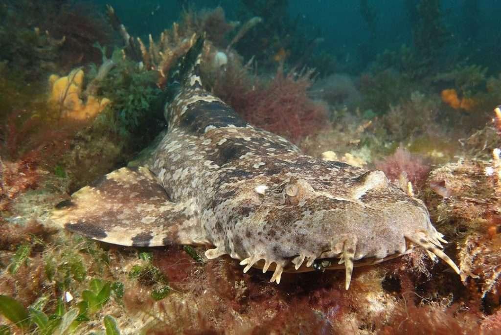 Ornate wobbegong sharks are fascinating creatures that have evolved to look like a patch of corals. Their unusual coloration and decoration make them camouflaged while they wait for prey.