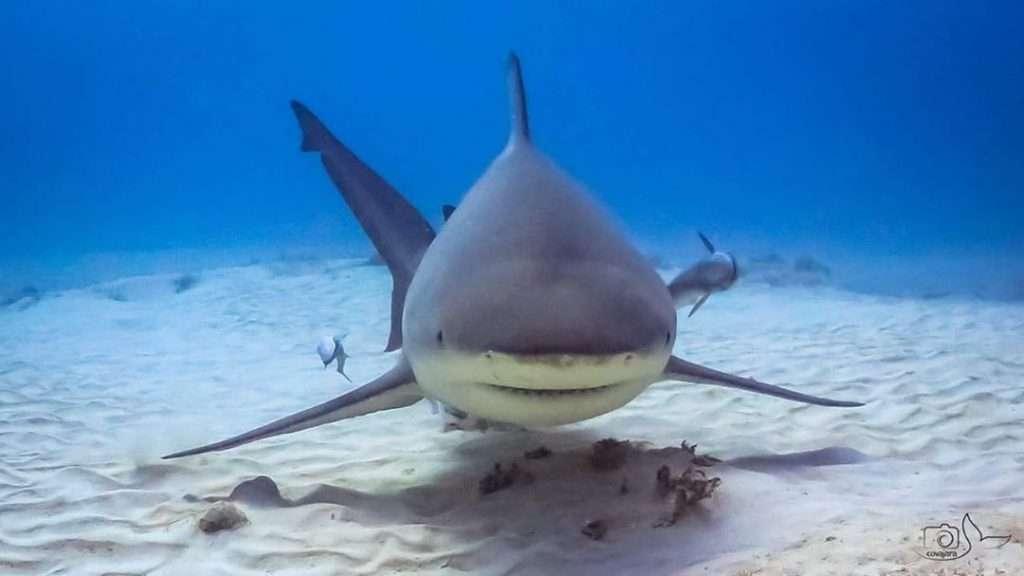 Dusky sharks are long-distance swimmers. They